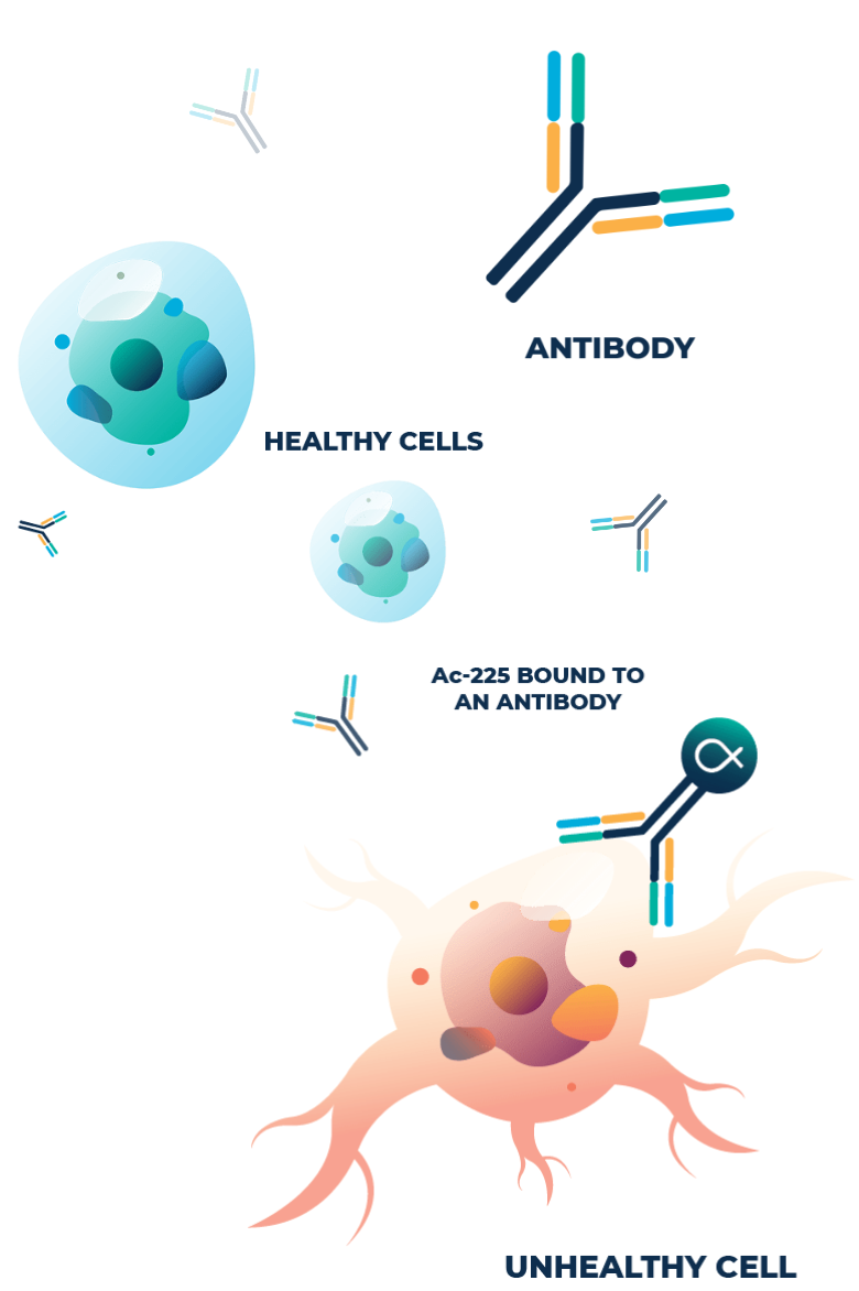 An illustration of an actinium-225 bound antibody attached to a cancerous cell, surrounded by healthy cells